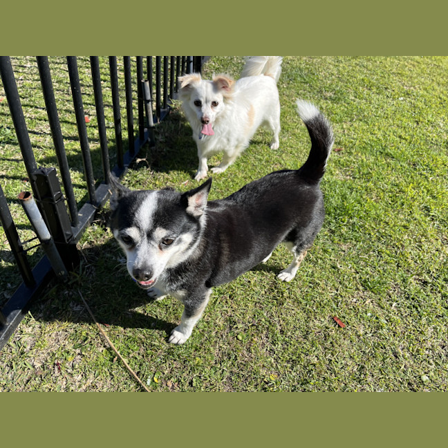 Photo of Jasper And Buttons💖(Buttons On Trial 28/7/24)