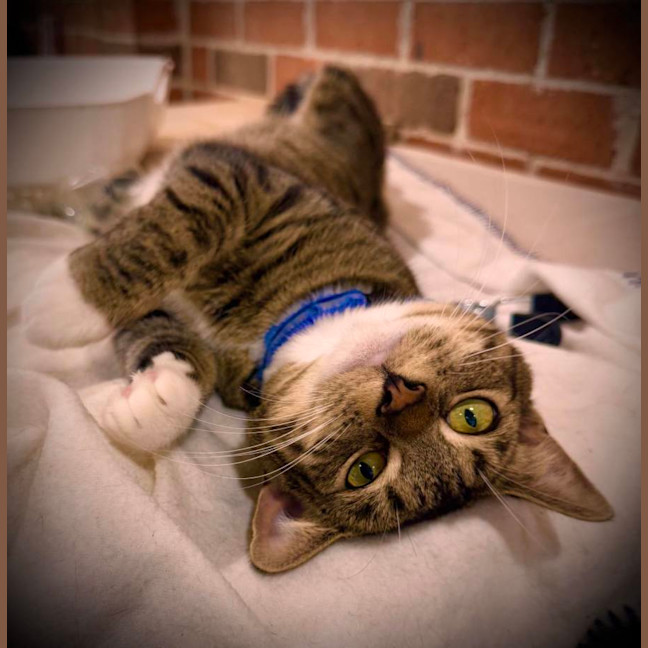Photo of Alto