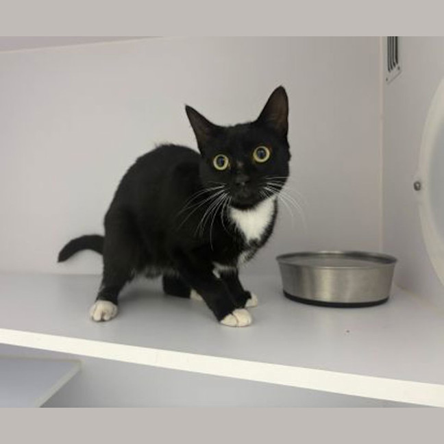 Photo of Poco