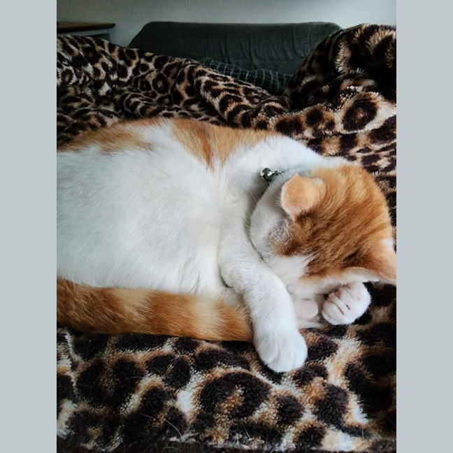 Photo of Cherry   In Foster In Ivanhoe