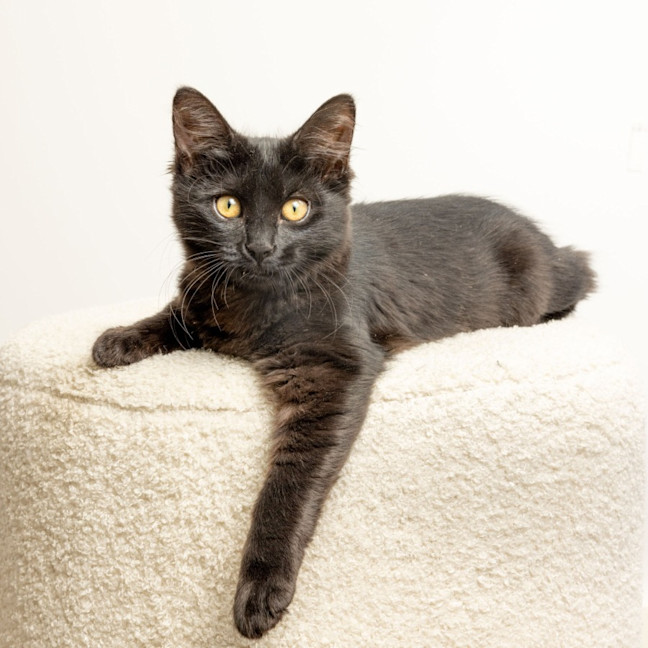 Photo of Upsy & Daisie