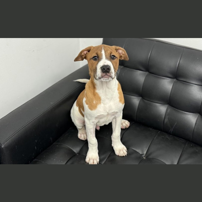 Photo of Link