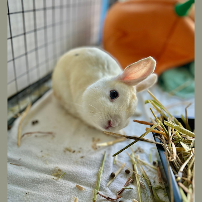 Photo of Cotton