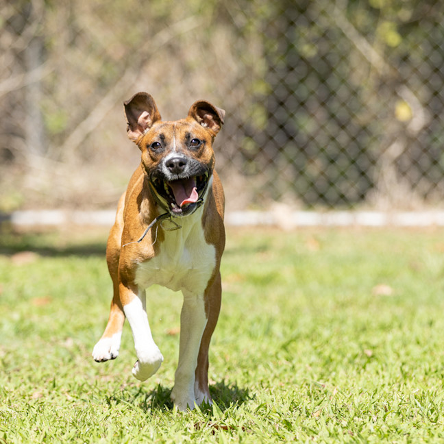 Photo of Buster