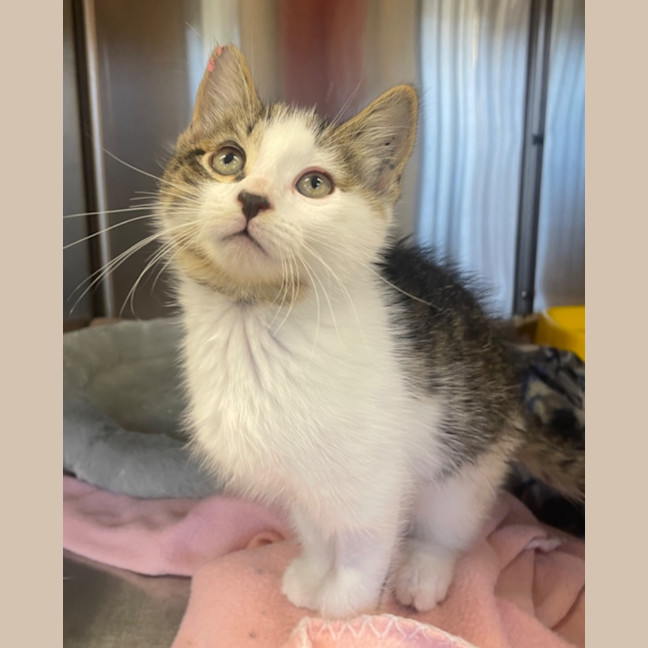 Photo of Tom & Hardy