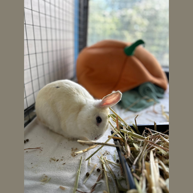 Photo of Cotton