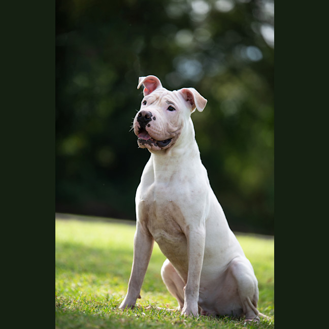 Photo of Benji