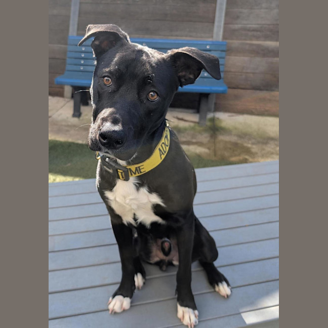 Photo of Rosco