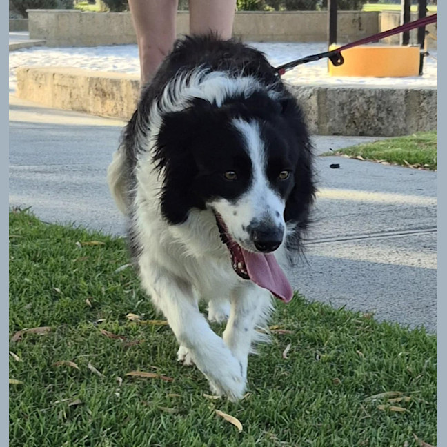 Photo of Jax