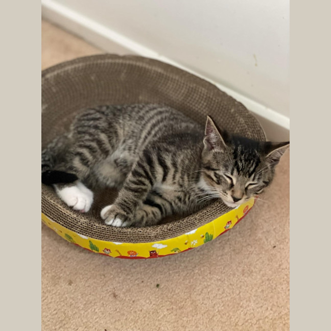 Photo of Gabriel**2nd Chance Cat Rescue**