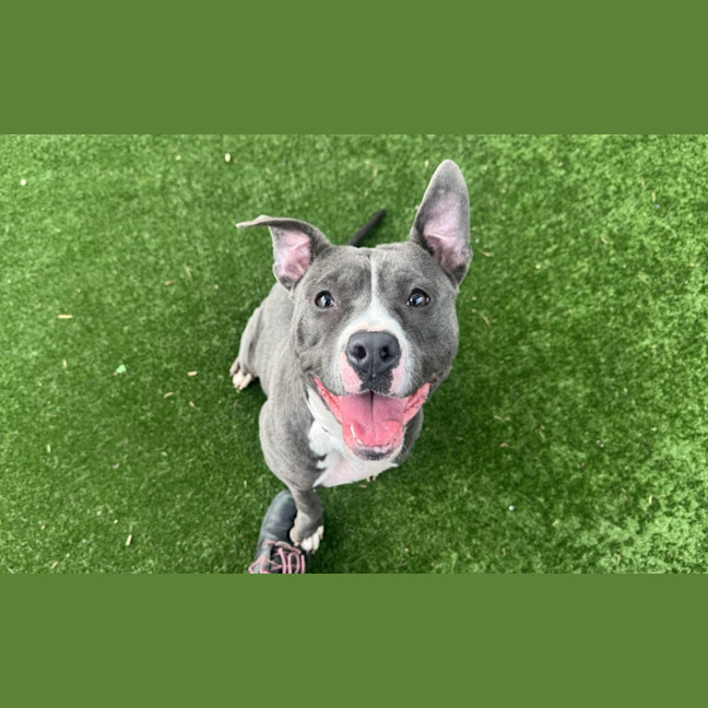 Photo of Gem Imp 995