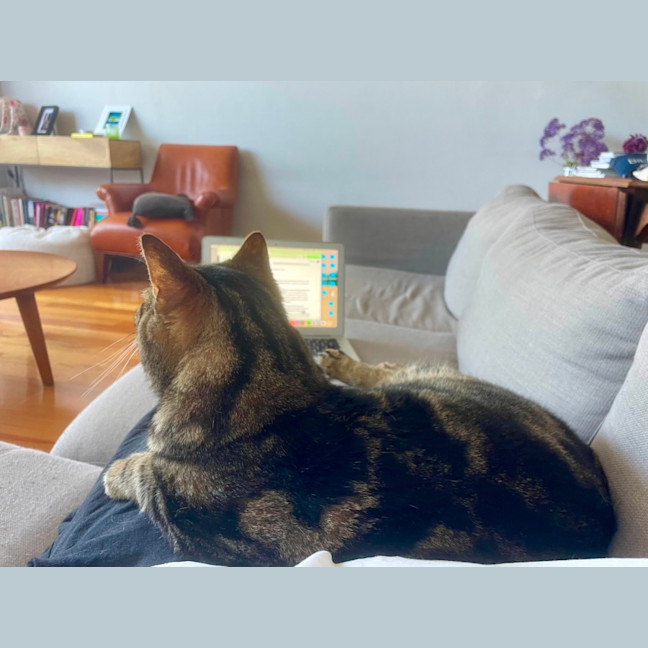 Photo of Kai *9 Lives Project Rescue*