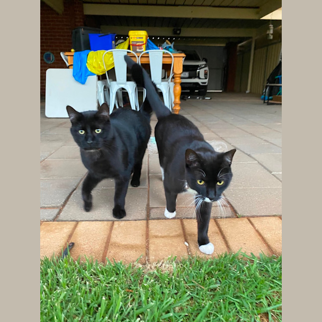 Photo of Benji & Tilly 