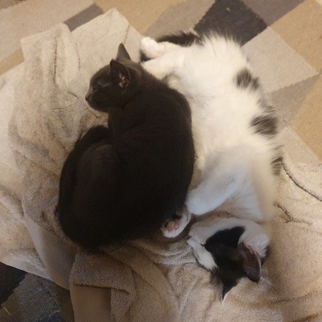 Photo of Mirabelle (With Aurora)