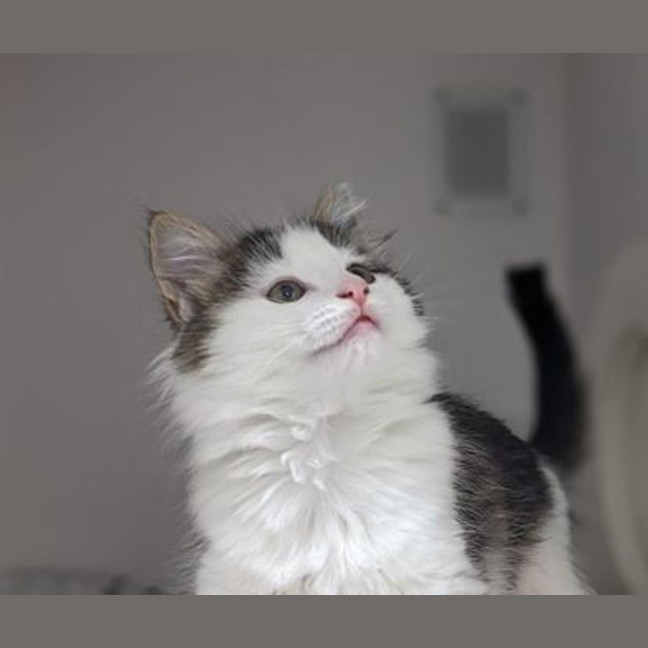 Photo of Pumpkin