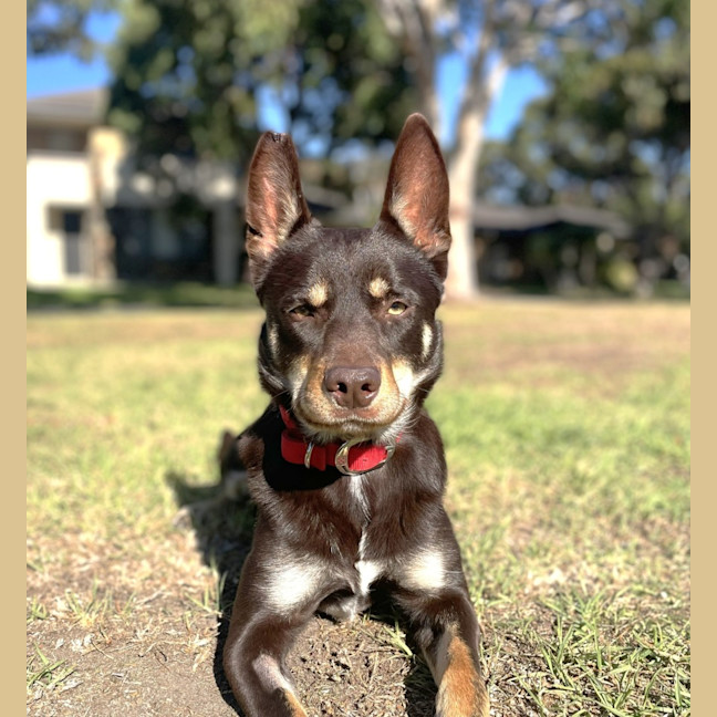 Photo of Rex
