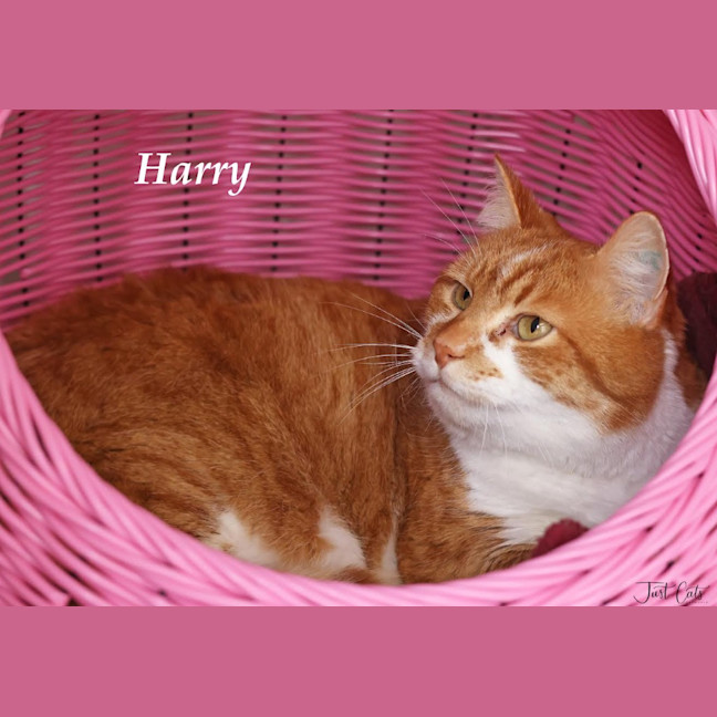 Photo of Harry