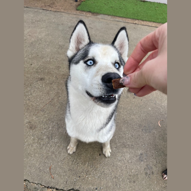 Photo of Cheeko