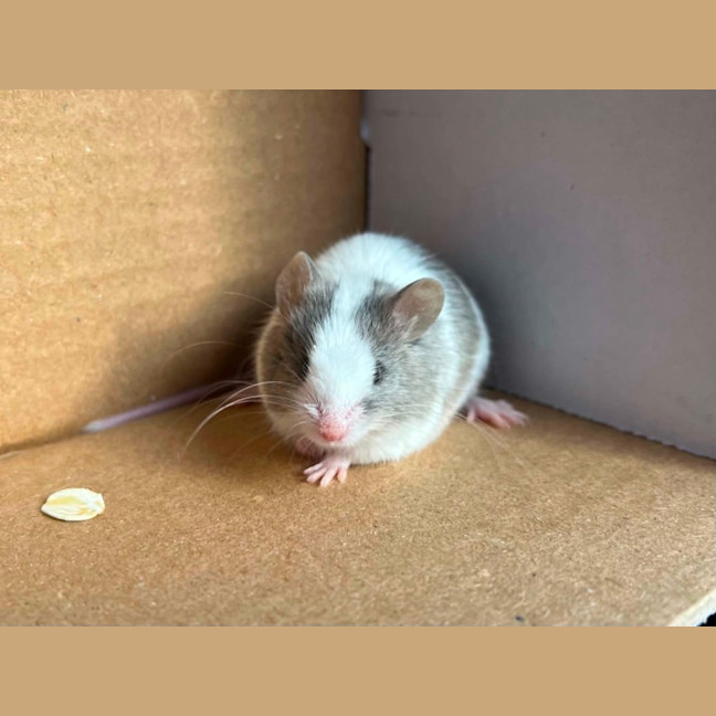 Photo of Remus