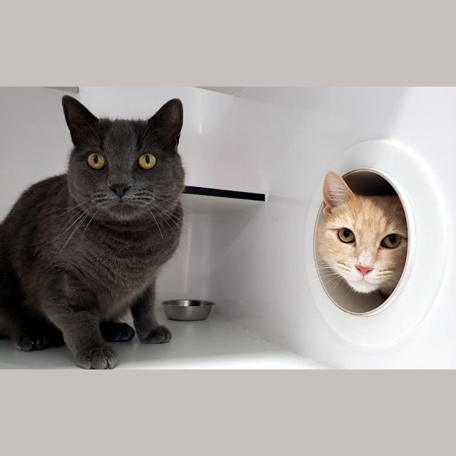 Photo of Thor Sua012804 & Loki Sua012805