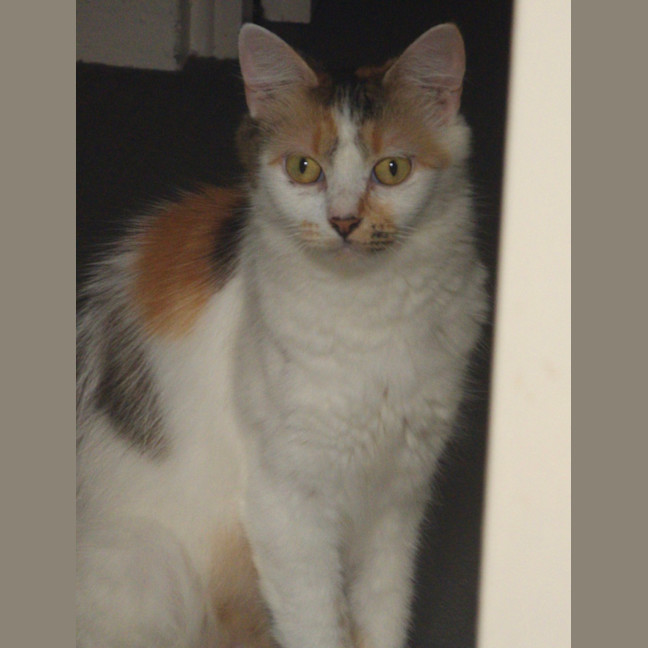 Photo of Coco