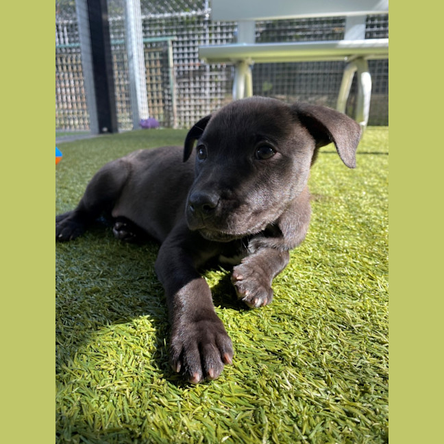 Photo of D1127 Betty