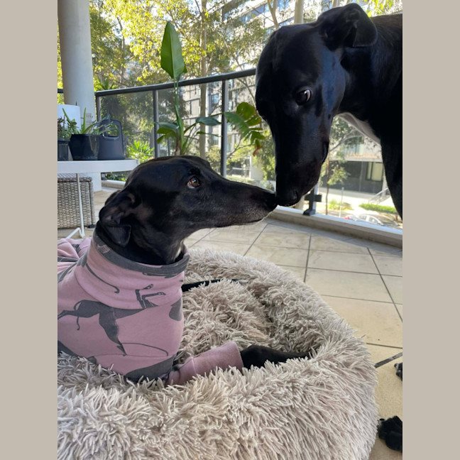 Photo of Zara, The Greyhound