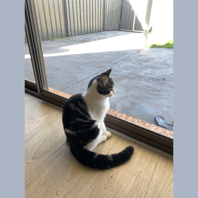 Photo of Poppy (Was Betty)