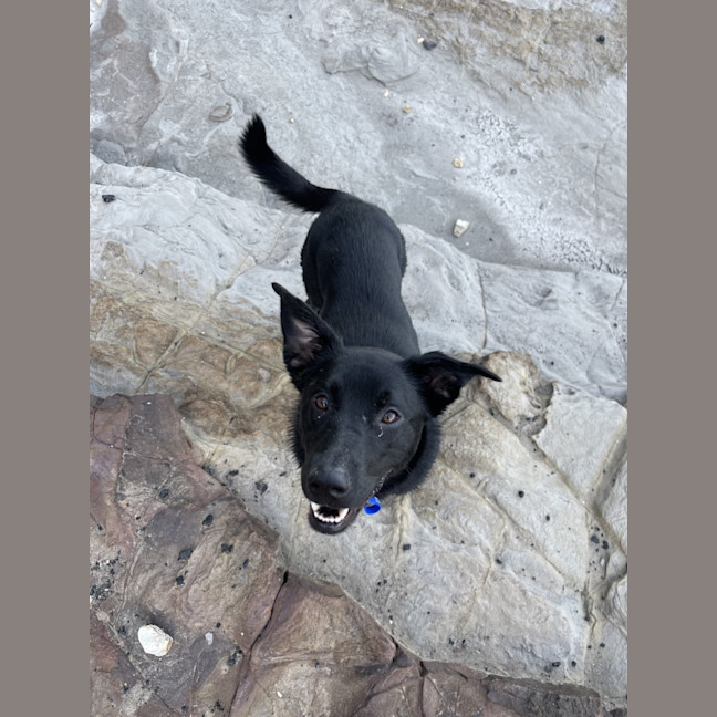 Photo of Puddin   1 Year Old Kelpie X Cattle Dog