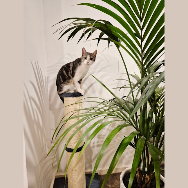 Photo of Lulu   Meet Me @ Petstock Prahran