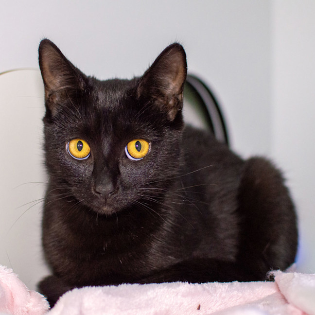 Photo of Kitty Kat