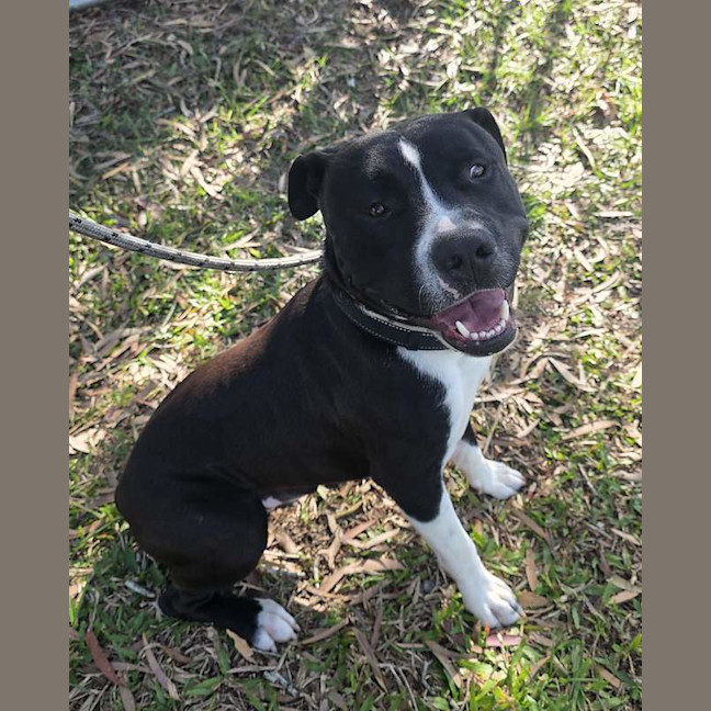 Photo of Diesel