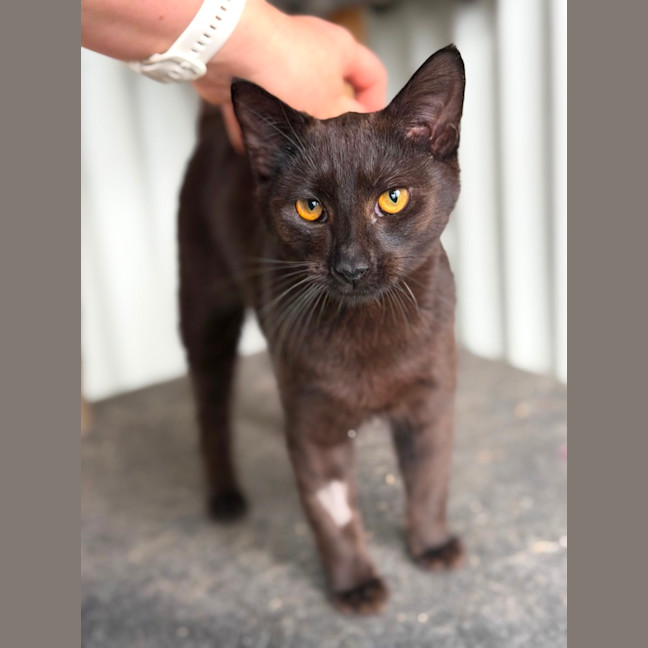 Photo of Flint