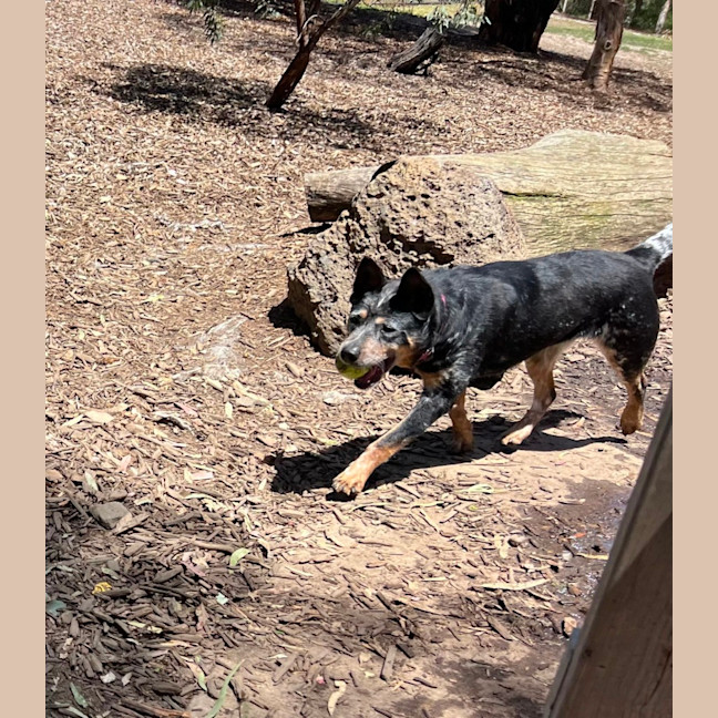 Photo of Indie