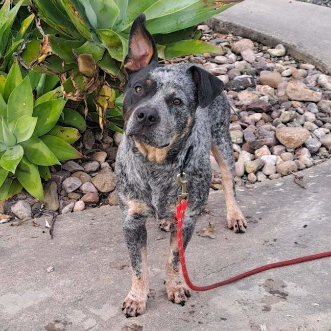 Photo of Bandit