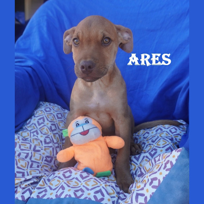Photo of Ares