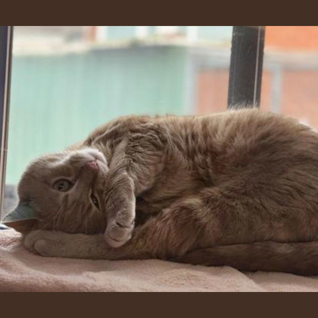 Photo of Pumpkin