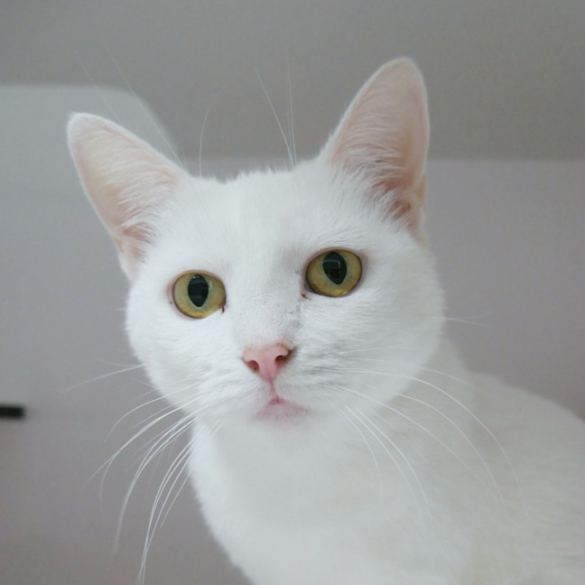 Photo of Splenda Sta014532