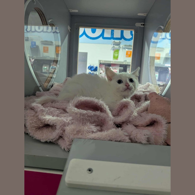 Photo of Chicken Loaf