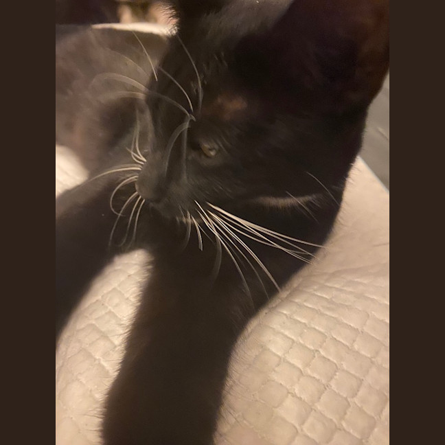 Photo of Luna Sanderson