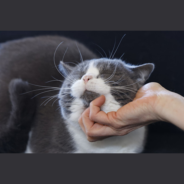 Photo of Fluffy And Mano
