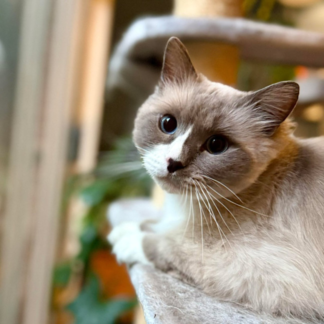 Photo of Theo   In Foster Care In Templestowe