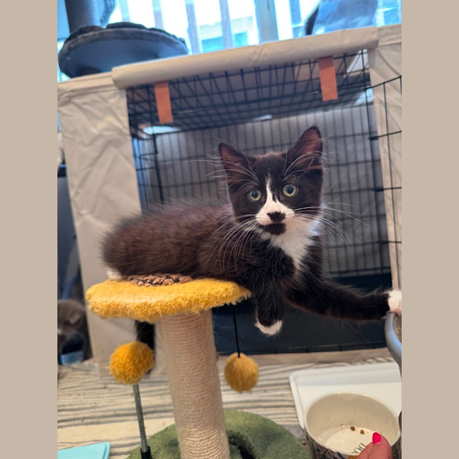 Photo of Kit