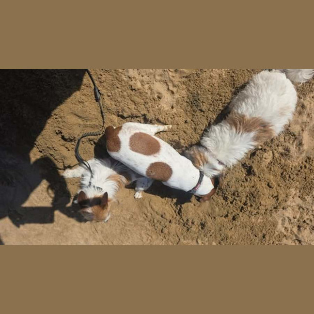Photo of Humpty