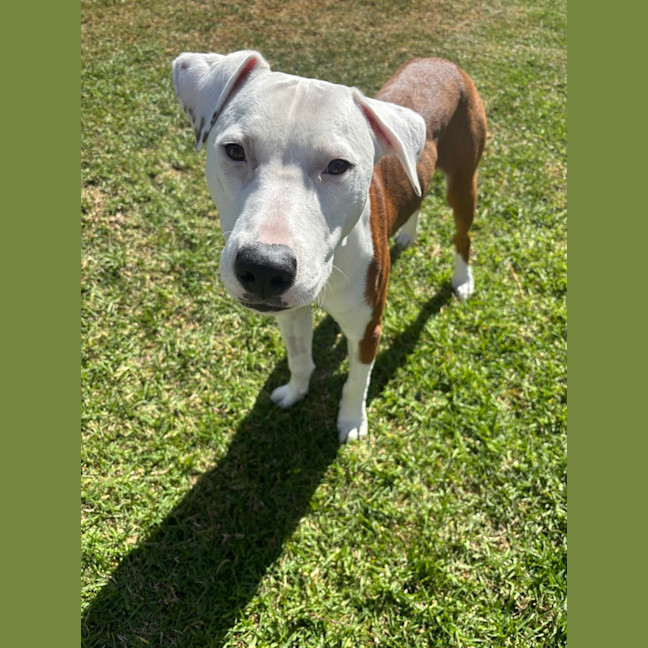 Photo of Ziggy