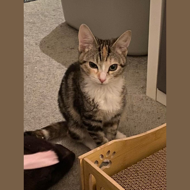 Photo of Tinkabell 