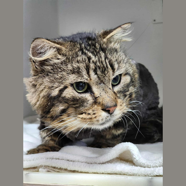 Photo of 🐟 Mahi Mahi 6469 🐟