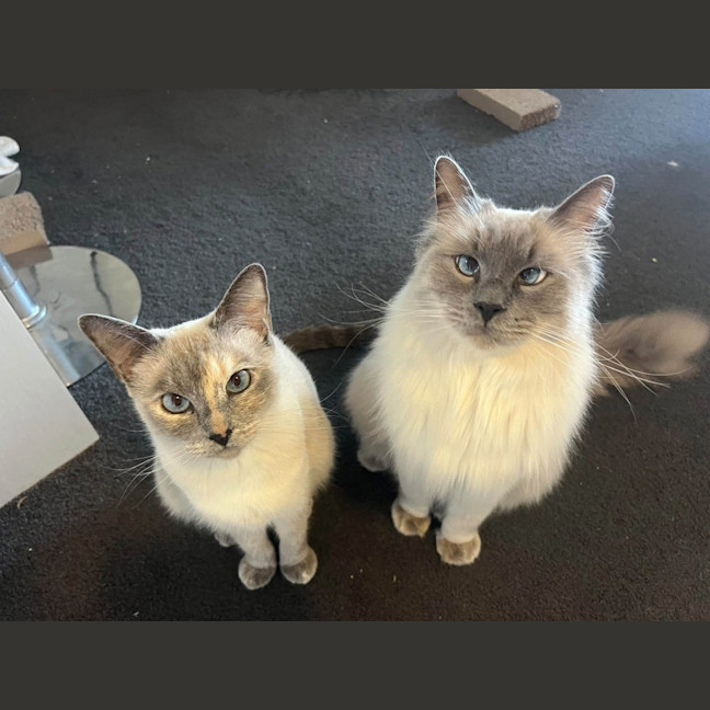 Photo of Snowy