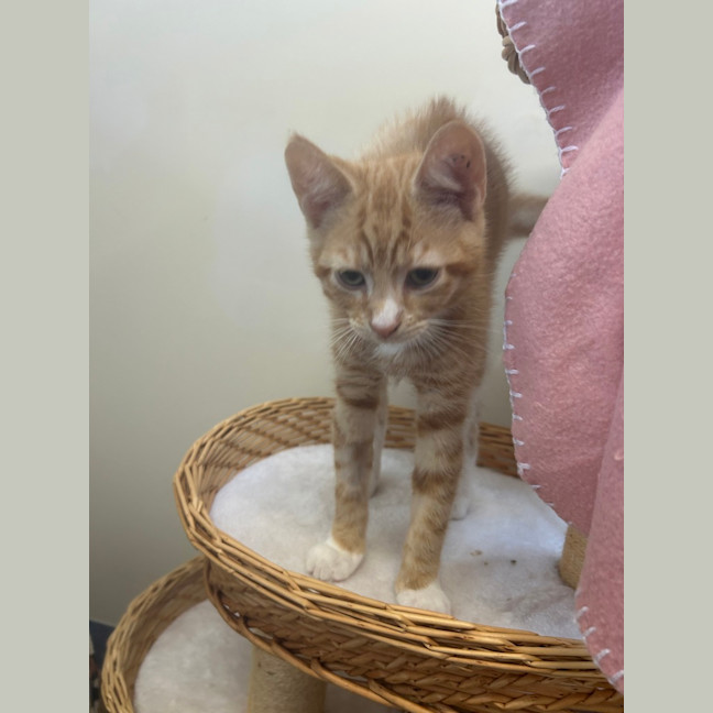 Photo of Bartholomeow