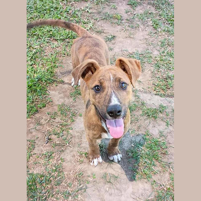 Photo of Shaggy